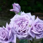 Rose Mamy Blue