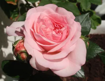 Rosa Mariatheresia