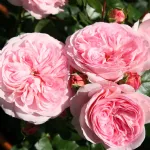 Rosa Mariatheresia