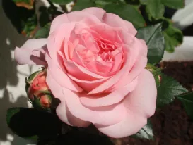 Rosa Mariatheresia