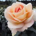 Rosa Marie Antoniette