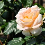 Rosa Marie Antoniette