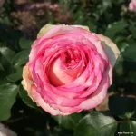 Meine Rose®