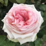 Meine Rose®