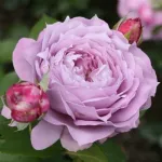 Rose Novalis