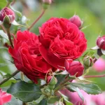 Rose Out of Rosenheim ®