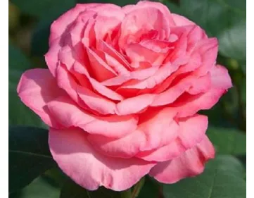 Rosa Panthere Rose