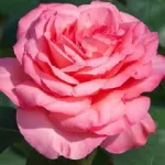 Rosa Panthere Rose