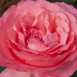 Rosa Panthere Rose