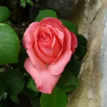 Rosa Panthere Rose