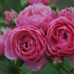 Rose Pomponella