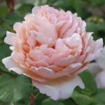 Rose Princesse Charlene de Monaco® Meidysouk