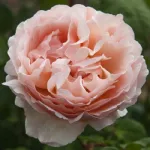 Rose Princesse Charlene de Monaco® Meidysouk