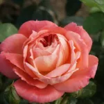 Rosa Queen of Hearts