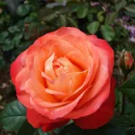 Rosa Queen of Hearts