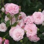 Rose Rosenfaszination