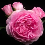 Rose Rosenfee