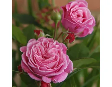 Rose Rosengrafin Marie Henriette®