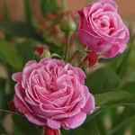 Rose Rosengrafin Marie Henriette®