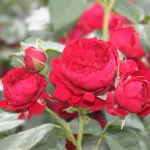 Rose Rotkäppchen - Maranello rose