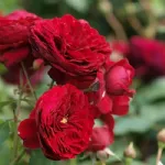 Rose Rotkäppchen - Maranello rose