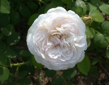 Rosa Sebastian Kneipp