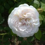 Rosa Sebastian Kneipp