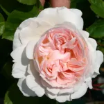 Rosa Sebastian Kneipp