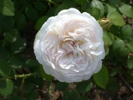 Rosa Sebastian Kneipp