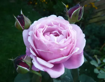 Rosa Soeur Emmanuelle