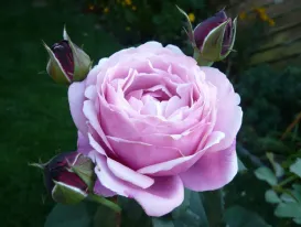 Rosa Soeur Emmanuelle