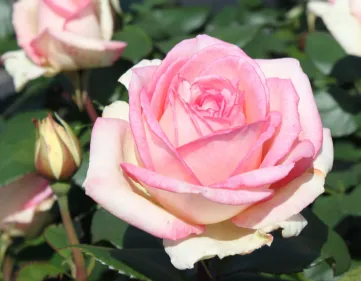 Rosa Souvenir de Baden Baden
