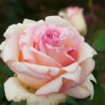 Rosa Souvenir de Baden Baden