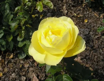 Rosa Souvenir de Marcel Proust