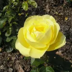 Rosa Souvenir de Marcel Proust