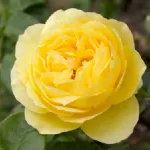 Rosa Souvenir de Marcel Proust