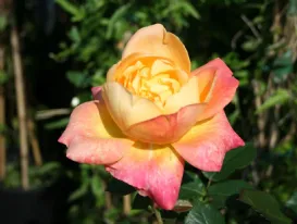 Rosa Speelwark