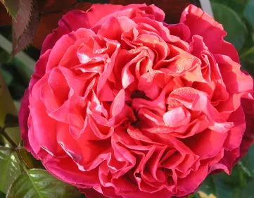 Rosa Traviata