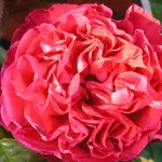 Rosa Traviata