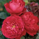 Rosa Traviata