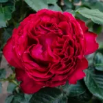 Rosa Traviata