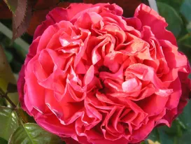 Rosa Traviata