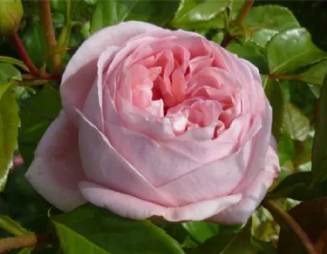 Rosa Voyage