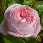 Rosa Voyage