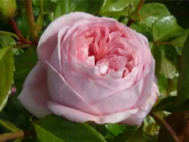 Rosa Voyage