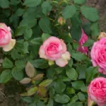 Rosa Walzertraum