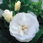 Rosa Blanc Double de Coubert