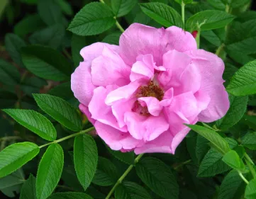 Rosa Pink Roadrunner