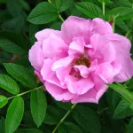 Rosa Pink Roadrunner