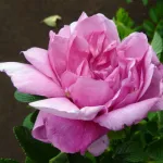 Rosa Pink Roadrunner